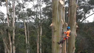 200 foot Tree Removal