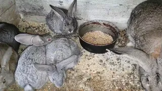 🇺🇸 How to disinfect a rabbit cage   🇷🇴 Cum dezinfectam o cusca de iepuri FGB Ep. 541