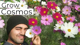 Cosmos Flower | How to Grow & Care Cosmos Flower Plant | কসমস ফুল