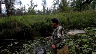 МЕДВЕЖЬЯ Речка - Рыбалка на ХАРИУСА,Мушки подобрали и начал БРАТЬ!