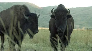 Bison - Farm To Fork Wyoming