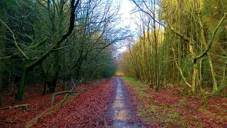 Ruston & Wykeham Forest, North York Moors - 14 December 2020