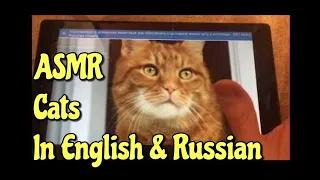 ASMR Cats - Reading a news article in Russian and English