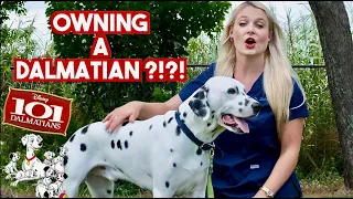 Owning a Dalmatian?? | What you need to know!