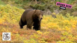 Massive Alaska Brown Bear