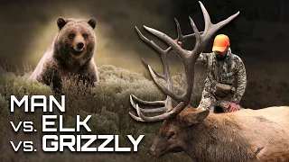 CRAZY Elk Hunting with GRIZZLY BEARS on Public Land