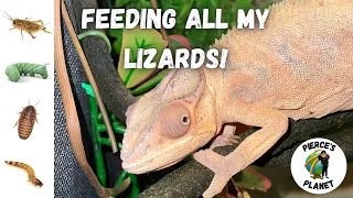 What Are The Best Feeder Insects For Your Lizard? Feeding All My Lizards!