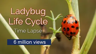 Time Lapse of Ladybug Life Cycle (6 million views)