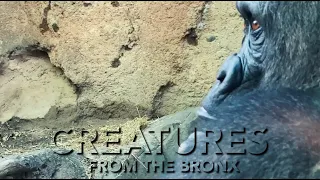 Creatures From The Bronx | Animals of The Bronx Zoo