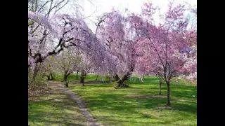 Cherry Blossoms at Branch Brook Park, Newark, NJ