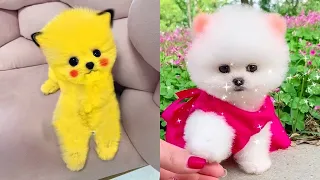 Tik Tok Chó Phốc Sóc Mini 😍 Funny and Cute Pomeranian #156