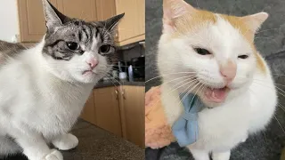 Try Not To Laugh 🤣 New Funny Cats Video 😹 -  Fails of the Week Part 17