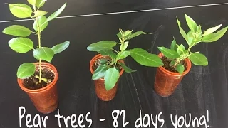 How To Grow Pear Trees From Seed, Day 82