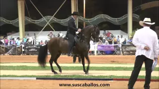 Gran Campeonato Caballos de Paso Fino, Spectrum Internacional 2016