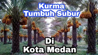 SUBHANALLAH ! KURMA TUMBUH DI HALAMAN MASJID DAN BERBUAH LEBAT