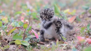 Птенец Чибиса.  Lapwing Chick