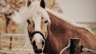 Curtains | Haflinger Horse Music Video