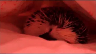 ПОДБОРКА ПРИКОЛОВ - СМЕШНЫЕ ЕЖИКИ / COMPILATION Jokes - Funny Hedgehog