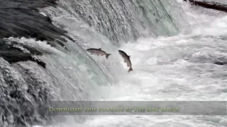 Sockeye salmon swimming upstream at Brooks falls, Katmai National Park, Alaska in slow motion