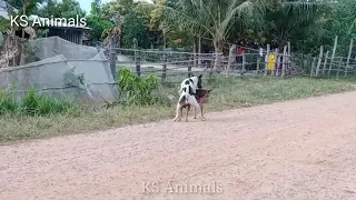 dog meeting video in village for the summer season।। rural dogs first time speed