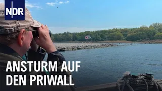 Wenn es an der Ostsee stressig wird | die nordstory | NDR Doku