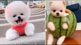 Owning the smallest dog in the world  | Cute & Funny pomeranian dogs