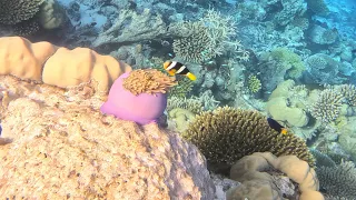 robinson club maldives snorkeling 🏝️🐟