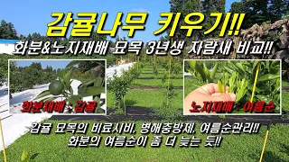 감귤나무 키우기 : 감귤 화분&노지재배 3년생 묘목 자람새, 비료시비, 병해충방제, 여름순관리!!