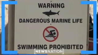 Multiple shark attacks reported off Long Island | Morning in America