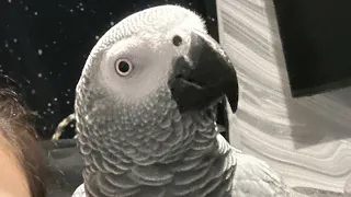 African grey parrot speaking, funny and dancing 😍