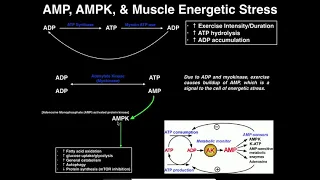 Exercise Physiology | AMP, AMPK, & Energetic Stress