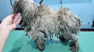 This Poor Dog Was In A Terrible Condition