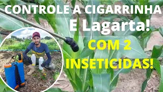 Aplicação de Inseticidas para controle da Cigarrinha e Lagarta.