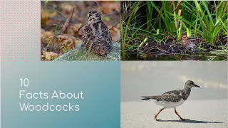 10 Facts About Woodcock's