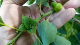 Persimmon / Diospyros: Basic Tips on Selecting & growing virginiana, kaki and Hybrid Persimmons