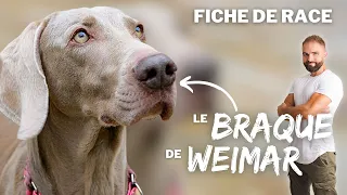 Le BRAQUE de WEIMAR - RACE DE CHIEN