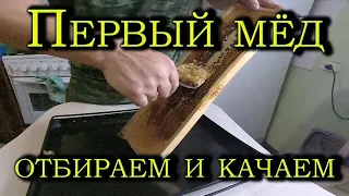 Откачка мёда. Первый мёд 2022