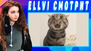 ELLVI смотрит When animals try to communicate with us... || Элви