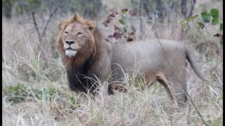 Tintswalo Males and Mbiri Pride on a Buffalo