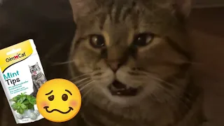 Funny Cat Videos | Cute Cat Videos 🤤🥴cat mint❤️‍🔥😂 #6