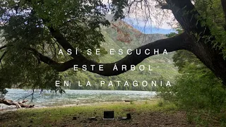 Así se escucha este Árbol en la Patagonia - La Música de los Árboles 🌳