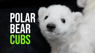 Two Polar Bear Cubs Born at the Detroit Zoo