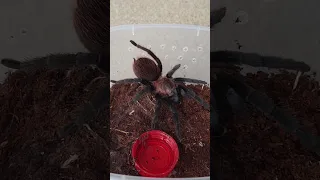 🕷 Ментальная атака от  Brachypelma vagans 🕸 😨