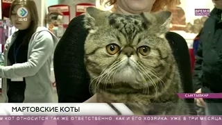 Международная выставка кошек «Вычегодские зори. Веселые коты». 15 марта 2016