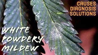 Cannabis Plant Problems: White Powdery Mildew