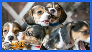 Wisconsin Humane Society welcomes 62 beagles from mass-breeding facility in Virginia