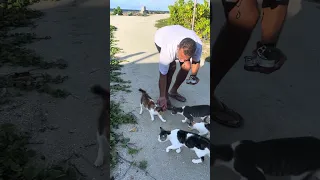 Feeding the hungry cats in the Maldives