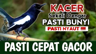 🔴GILA ⁉️ - MASTERAN KACER GACOR FULL ISIAN !! - Suara Kacer yang cocok untuk Latihan ‼️PASTI NYAUT