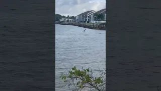 Brown Pelican Feeding #birds #animals #animalshorts