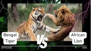 Big Fight: Bengal Tiger vs African Lion